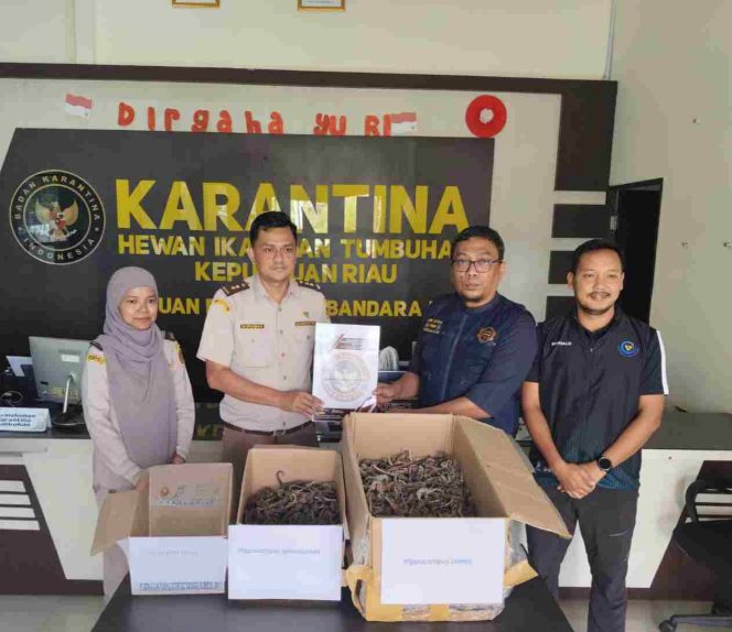 
					Disamarkan sebagai Makanan Ringan, 1.728 Kuda Laut Kering Digagalkan di Bandara RHF